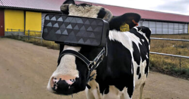 VR Glasses Cows