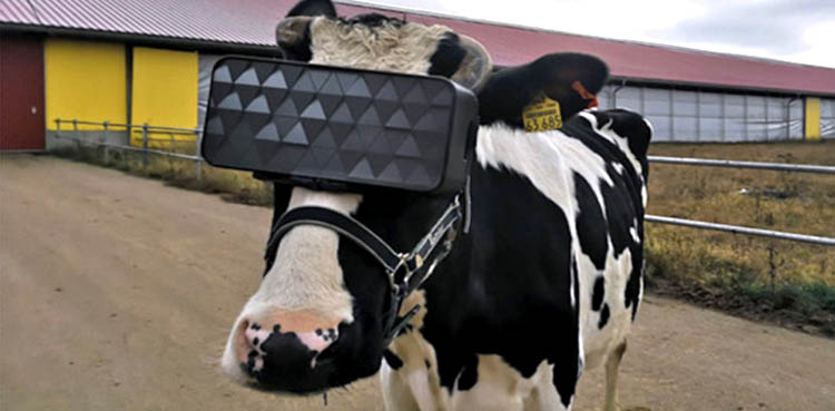 VR Glasses Cows