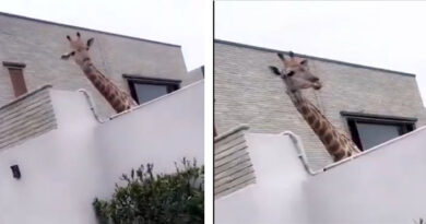 Giraffes as Pets