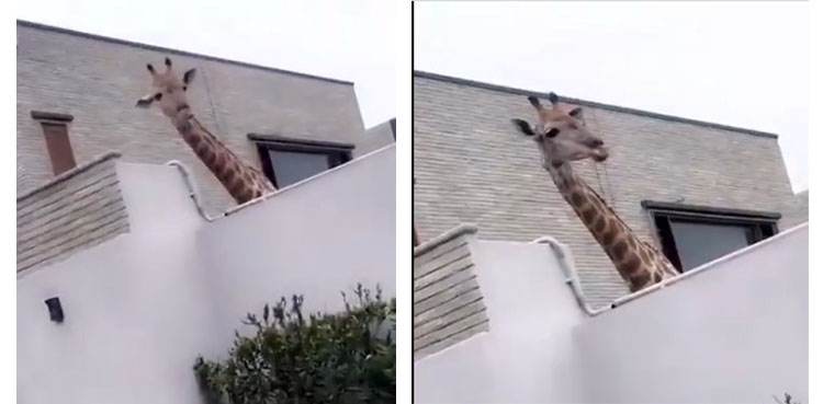 Giraffes as Pets